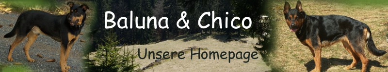 Chico - Meine Homepage